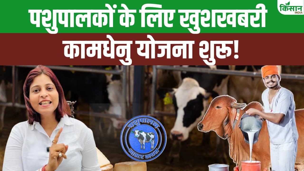 डेयरी फार्मिंग करना होगा आसान, मध्य प्रदेश सरकार दे रही 42 लाख तक लोन