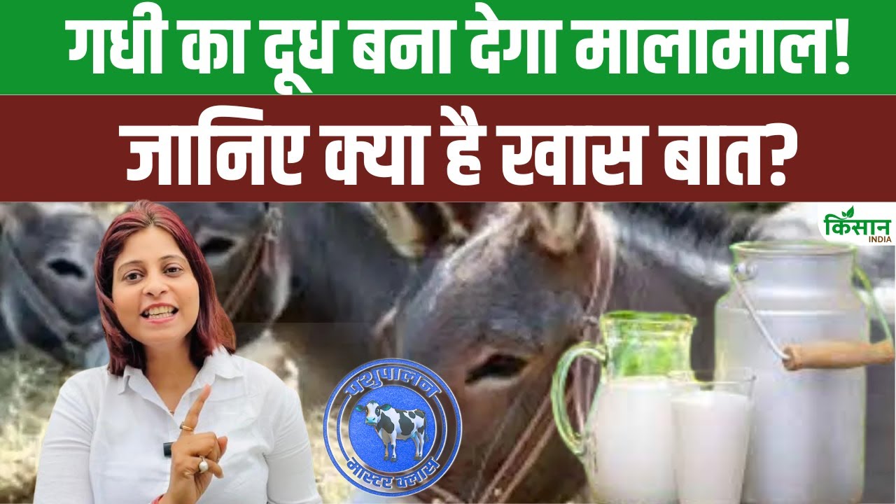 गधी के दूध से बनता है दुनिया का सबसे महंगा पनीर, पशुपालकों को होता है मोटा मुनाफा
