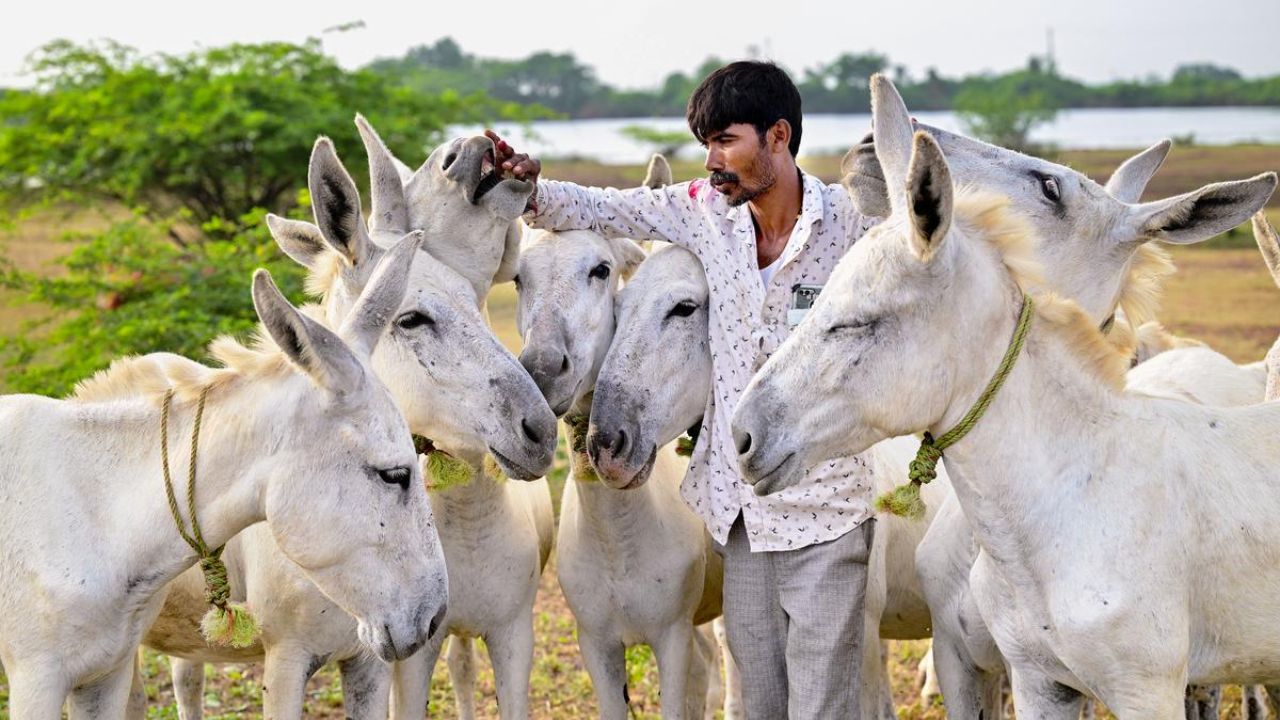 गाय-भैंस नहीं.. गधी के दूध से बनता है दुनिया का सबसे महंगा पनीर! कीमत उड़ा देगी होश