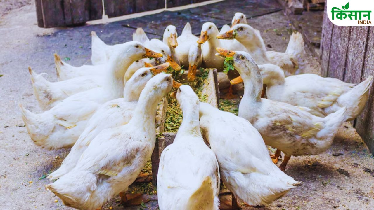 Duck Farming: गलत फीडिंग से नहीं दे रहीं अंडे? बत्तखों को खिलाएं ये चीजें, होगा जबरदस्त प्रोडक्शन