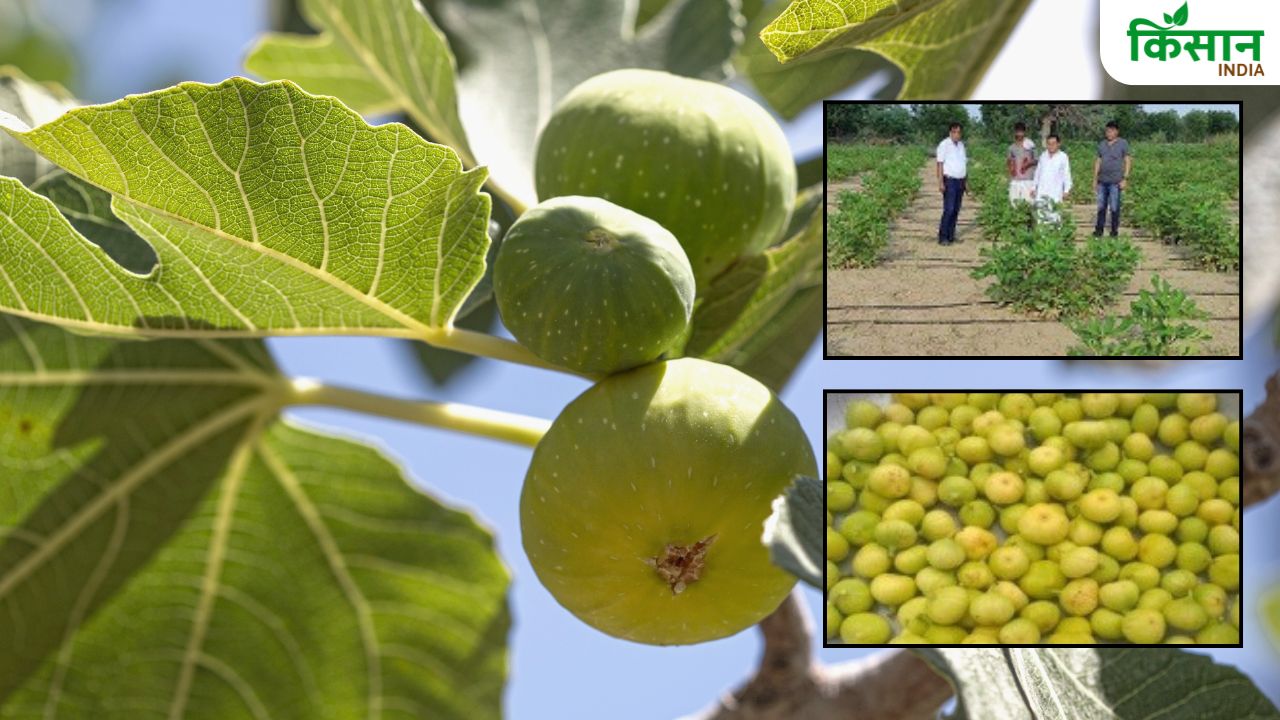 राजस्थान के थार में अंजीर की खेती, एक हेक्टेयर से 6 लाख की कमाई कर रहे किसान