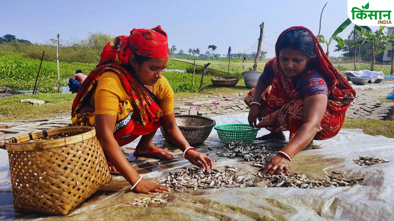 केज कल्चर से मछली पालन में नई क्रांति, नया तरीका खोज महिलाओं ने संभाला मोर्चा