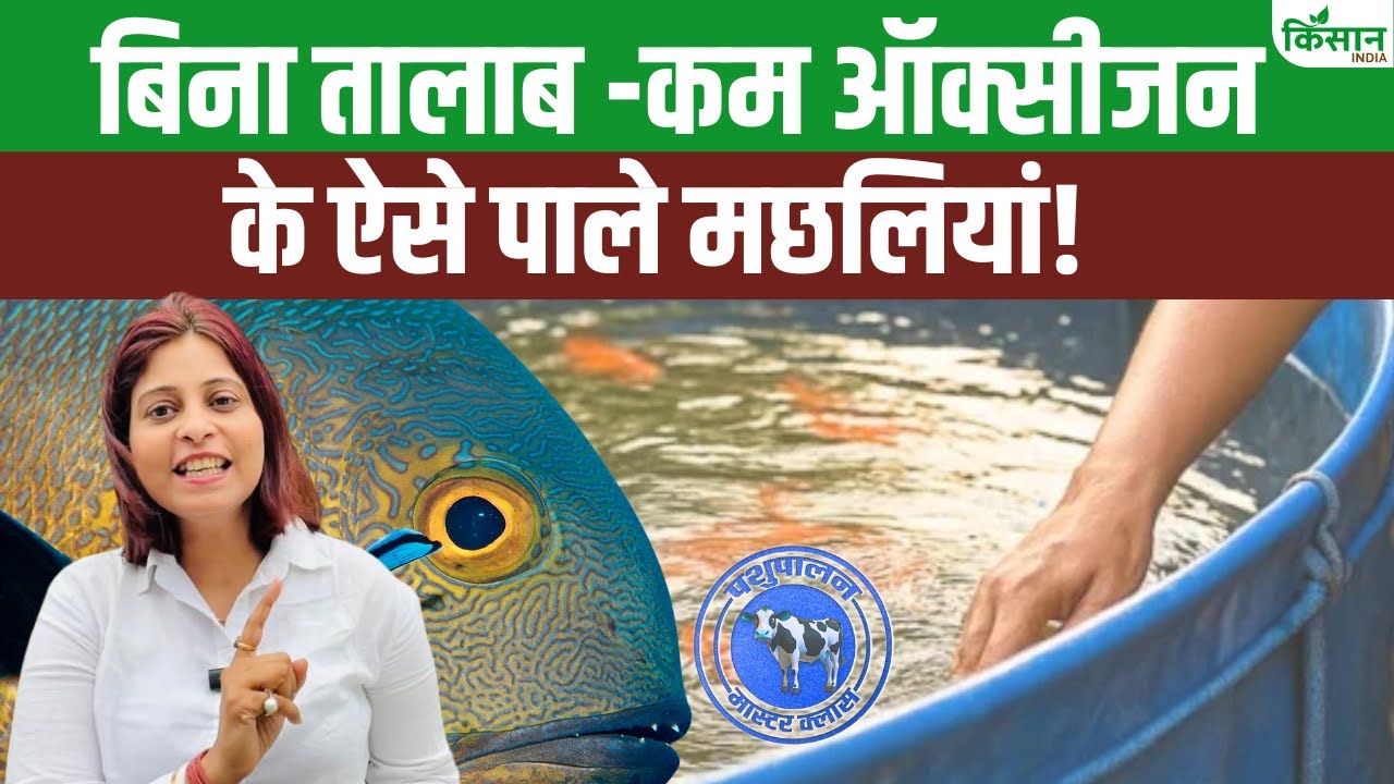 धान के खेत में ही करें मछलीपालन, इंटीग्रेटेड फार्मिंग का करें इस्तेमाल