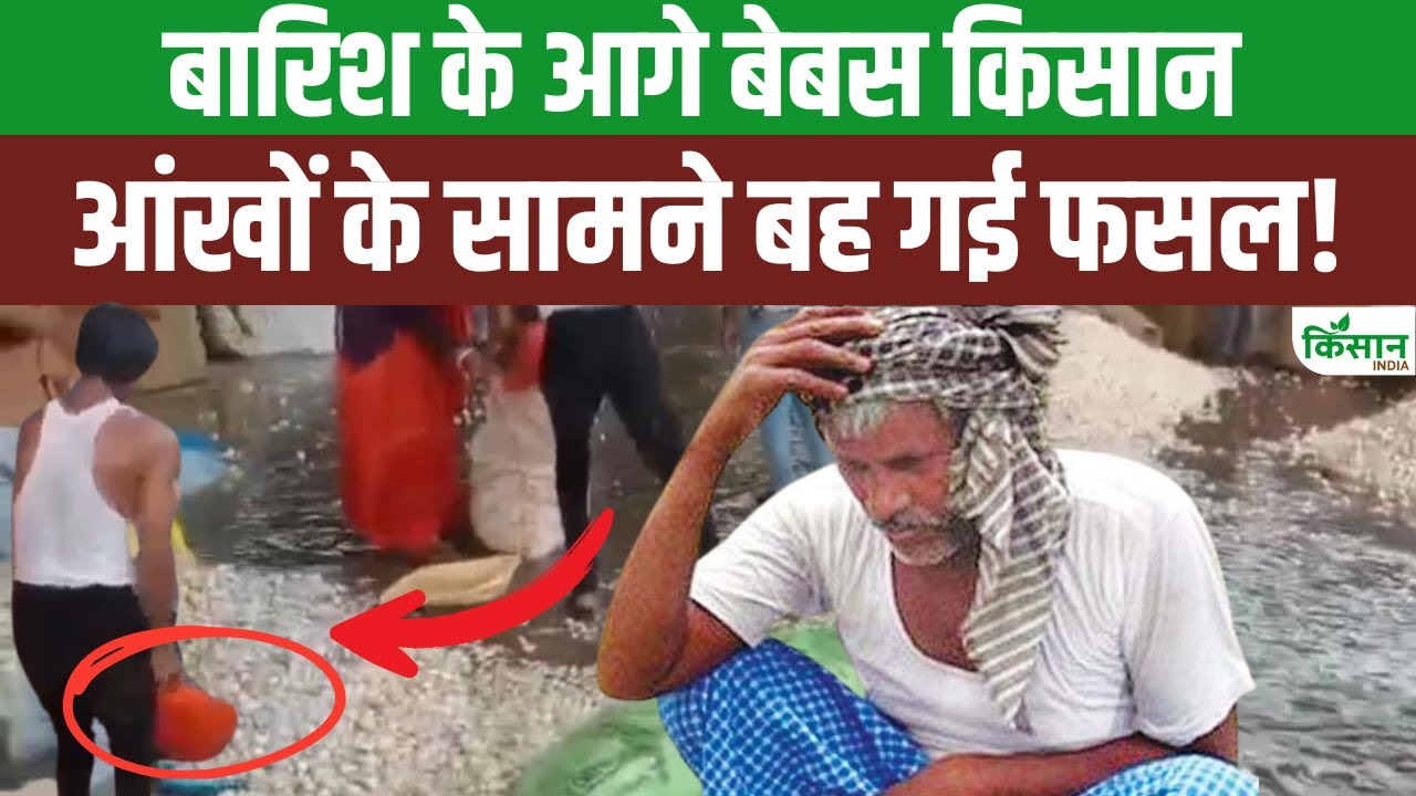 किसान की आंखों के सामने बह गई उसकी फसल, हल्की सी बारिश ने खड़ी की परेशानी