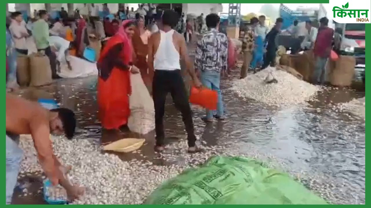 मंदसौर मंडी में बारिश से फिर बहा लहसुन, पहले वाशिम में किसान की मूंगफली बही थी