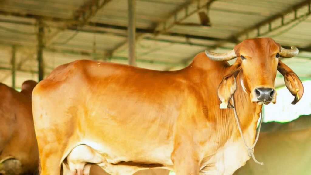 गायों को रखने का स्थान साफ-सुथरा होना चाहिए. अगर उनके बाड़े में गंदगी रहेगी तो संक्रमण फैल सकता है, जिससे गाय की सेहत और दूध दोनों पर असर पड़ेगा. इसलिए नियमित साफ-सफाई जरूरी है. गायों को रखने का स्थान साफ-सुथरा होना चाहिए. अगर उनके बाड़े में गंदगी रहेगी तो संक्रमण फैल सकता है, जिससे गाय की सेहत और दूध दोनों पर असर पड़ेगा. इसलिए नियमित साफ-सफाई जरूरी है.