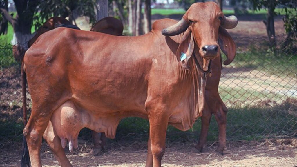 गिर और साहिवाल गायों की मांग हमेशा बनी रहती है. इनके दूध की क्वालिटी और मात्रा डेयरी व्यवसायियों को अच्छी आमदनी का मौका देती है. थोड़ी मेहनत और सही देखभाल से ये नस्लें शानदार मुनाफा दिला सकती हैं. डेयरी फार्मिंग को एक सफल और स्थायी व्यवसाय बनाने के लिए ये गायें एक भरोसेमंद विकल्प हैं. गिर और साहिवाल गायों की मांग हमेशा बनी रहती है. इनके दूध की क्वालिटी और मात्रा डेयरी व्यवसायियों को अच्छी आमदनी का मौका देती है. थोड़ी मेहनत और सही देखभाल से ये नस्लें शानदार मुनाफा दिला सकती हैं. डेयरी फार्मिंग को एक सफल और स्थायी व्यवसाय बनाने के लिए ये गायें एक भरोसेमंद विकल्प हैं.