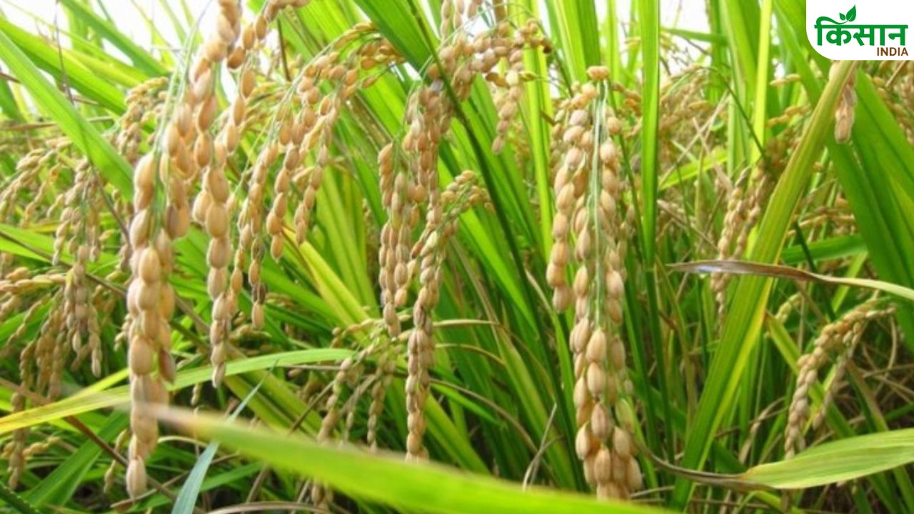 कम लागत, जबरदस्त पैदावार! जानिए नर्सरी प्रबंधन का वैज्ञानिक तरीका