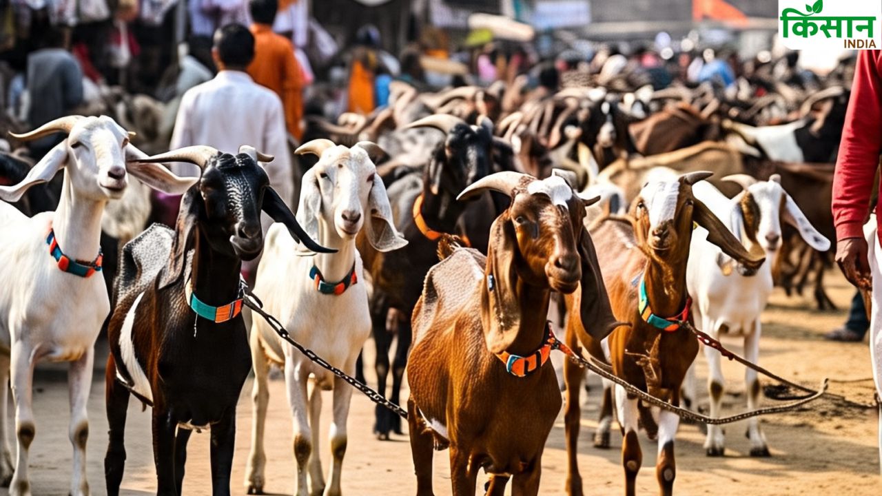 इस मंडी में 9 नस्ल के बिक रहे बकरे..शुरुआती कीमत 15 हजार, 2.25 लाख में बिका ‘टायसन’