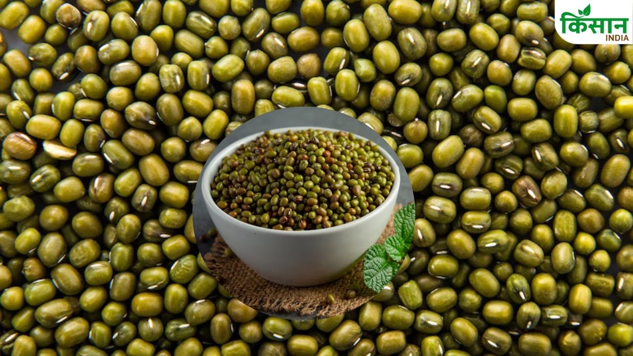 हरियाणा, गुजरात सहित इस राज्य में PSS के तहत होगी मूंग की खरीद, किसानों को मिलेगा उचित रेट