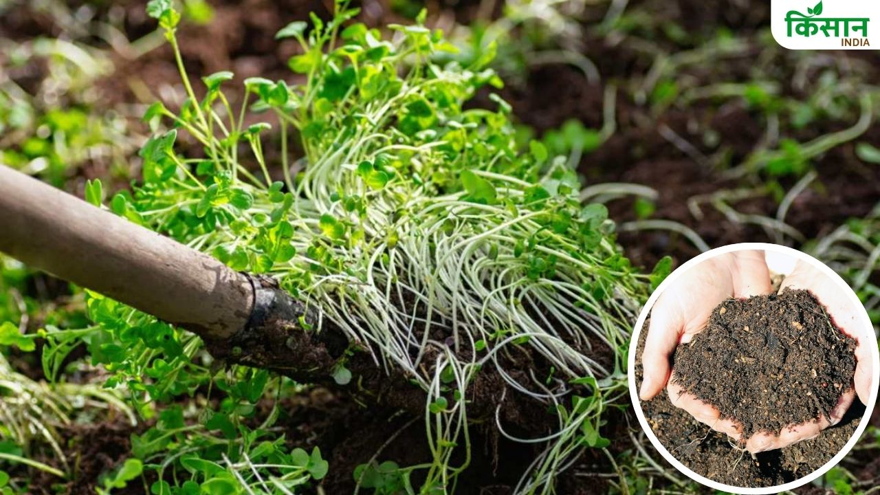 टिकाऊ खेती के लिए करें हरी खाद का इस्तेमाल, बीज निगम से सस्ते में खरीदें सीड किट