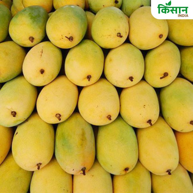 किसानों को भारी नुकसान, तोतापुरी आम के रेट में 24 हजार रुपये टन की गिरावट..जानें ताजा रेट