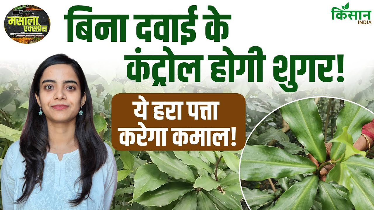 पोषण तत्वों से भरपूर है इंसुलिन प्लांट, डायबिटीज कंट्रोल करने में करती है मदद