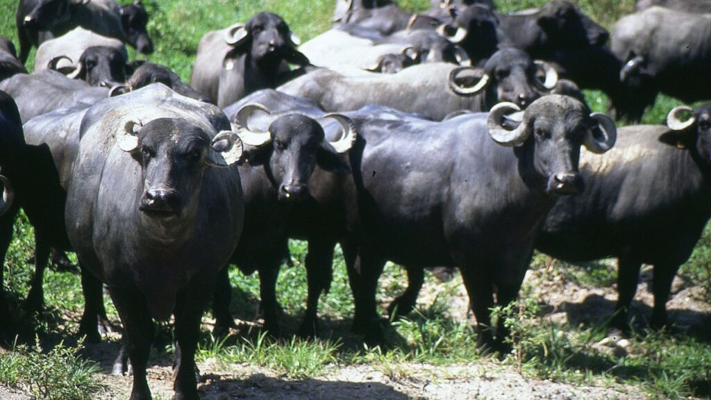 Jafarabadi Buffalo: गुजरात की जाफराबादी नस्ल भारी शरीर और मजबूत सींगों वाली होती है. यह दूध के साथ अच्छी क्वालिटी का मांस भी देती है, जिससे यह दोहरी लाभदायक नस्ल बन जाती है. Jafarabadi Buffalo: गुजरात की जाफराबादी नस्ल भारी शरीर और मजबूत सींगों वाली होती है. यह दूध के साथ अच्छी क्वालिटी का मांस भी देती है, जिससे यह दोहरी लाभदायक नस्ल बन जाती है.