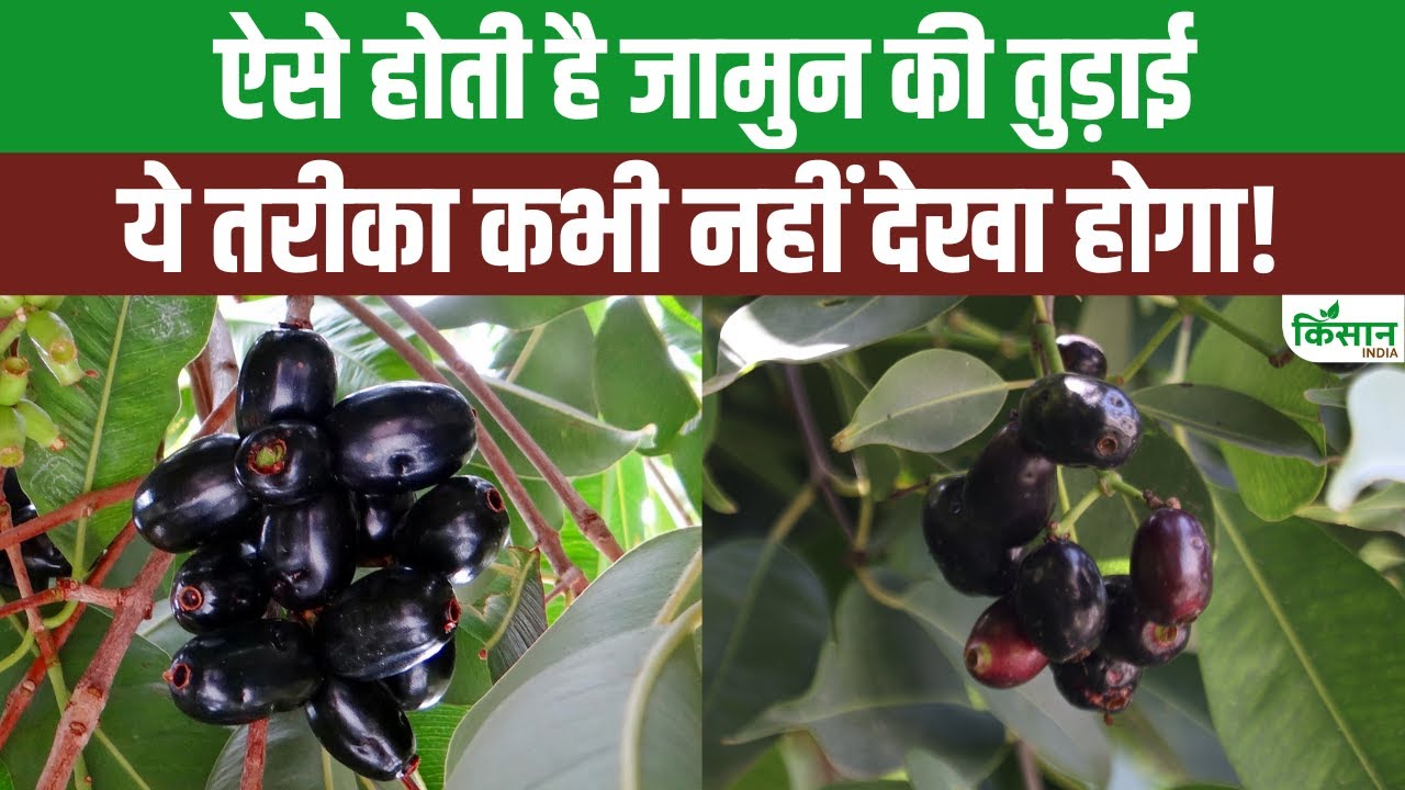 औषधीय गुणों से भरपूर है जामुन, जानें तुड़ाई करने का सही तरीका