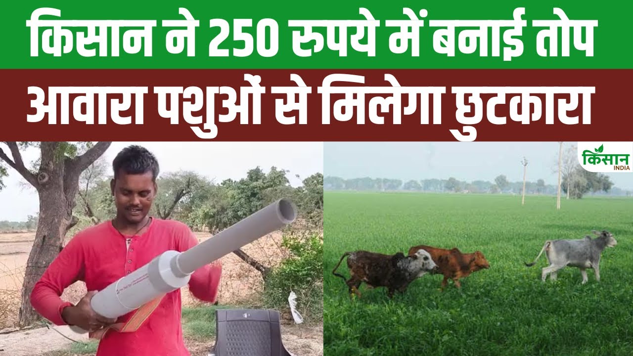 झांसी के युवा किसान ने मात्र 250 रुपये में तैयार की तोप, आवारा पशुओं को दूर रखने में करती है मदद