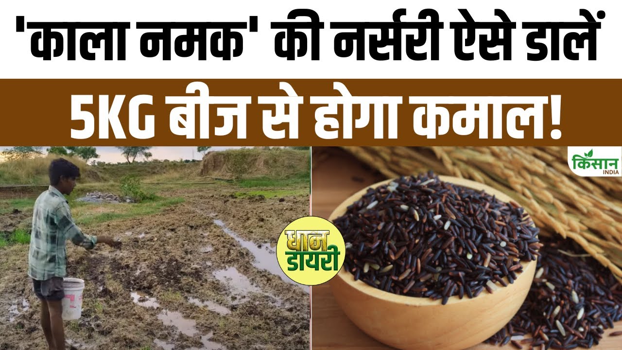 काला नमक चावल से करना चाहते हैं लाखों में कमाई, जान लें खेती करने का सही समय और तरीका