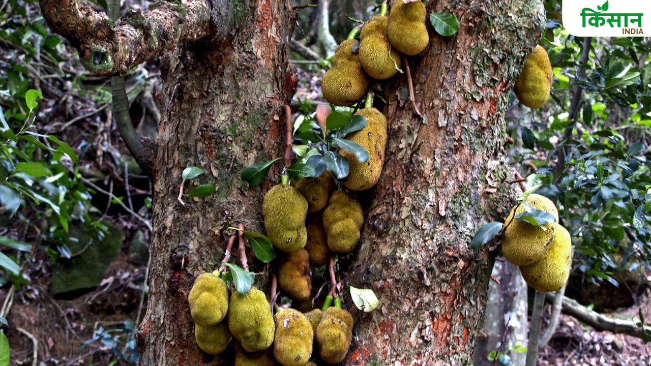 कटहल की इन उन्नत किस्मों की करें खेती, किसानों को मिलेगी अच्छी पैदावार
