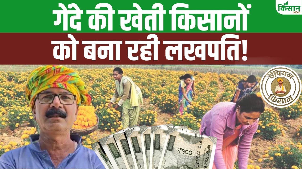 एमपी के किसान ने पारंपरिक खेती को छोड़ शुरू की गेंदे के फूल की खेती, आज कर रहे लाखों की कमाई