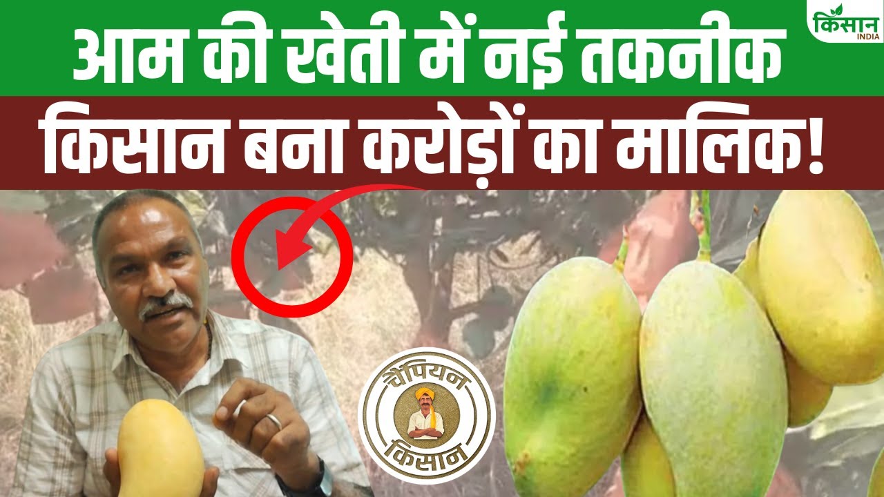 MP के किसान ने आधुनिक तकनीक से की आम की बागवानी, 50 एकड़ जमीन से हुई 3 करोड़ की कमाई