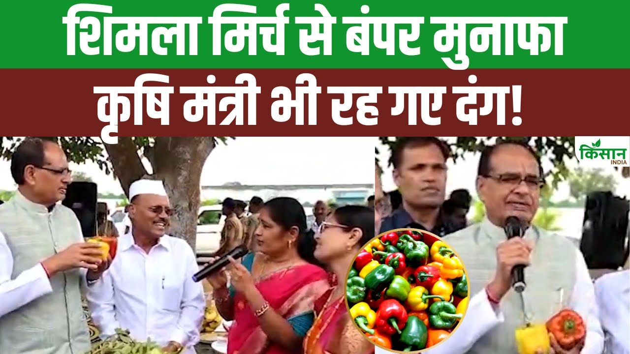 महाराष्ट्र की महिलाओं ने किया कमाल, शिमला मिर्च की खेती से कमा रहीं 7 गुना मुनाफा