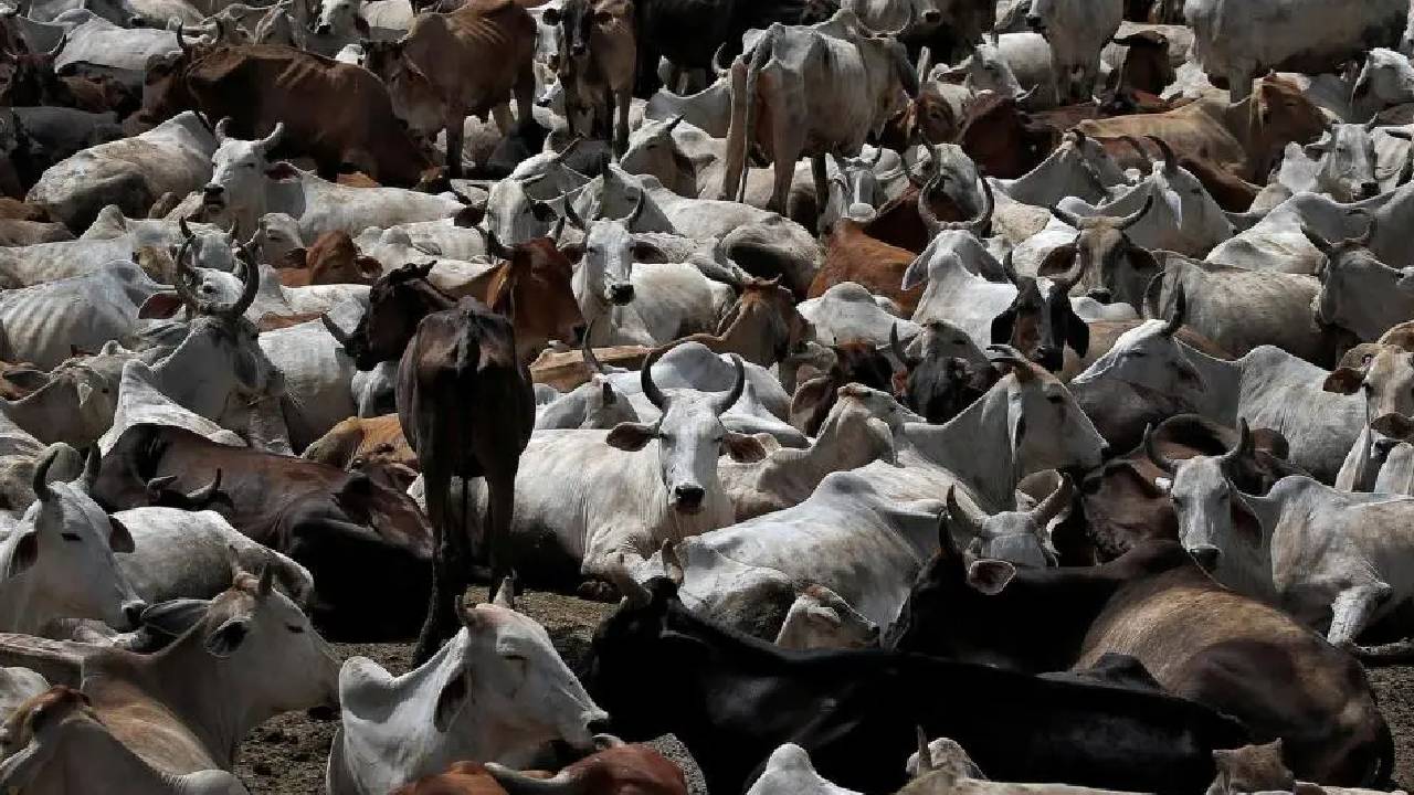 3 से 8 जून तक महाराष्ट्र के सभी पशु बाजार बंद! जानिए वजह
