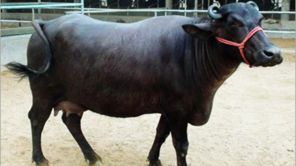 Mehsana Buffalo: मेहसाणा और महाराष्ट्र में पाई जाने वाली यह भैंस औसतन 1988 लीटर तक दूध देती है. इसका रंग काला या काले-भूरे रंग का होता है और यह नस्ल लंबे समय तक उत्पादक बनी रहती है. Mehsana Buffalo: मेहसाणा और महाराष्ट्र में पाई जाने वाली यह भैंस औसतन 1988 लीटर तक दूध देती है. इसका रंग काला या काले-भूरे रंग का होता है और यह नस्ल लंबे समय तक उत्पादक बनी रहती है.
