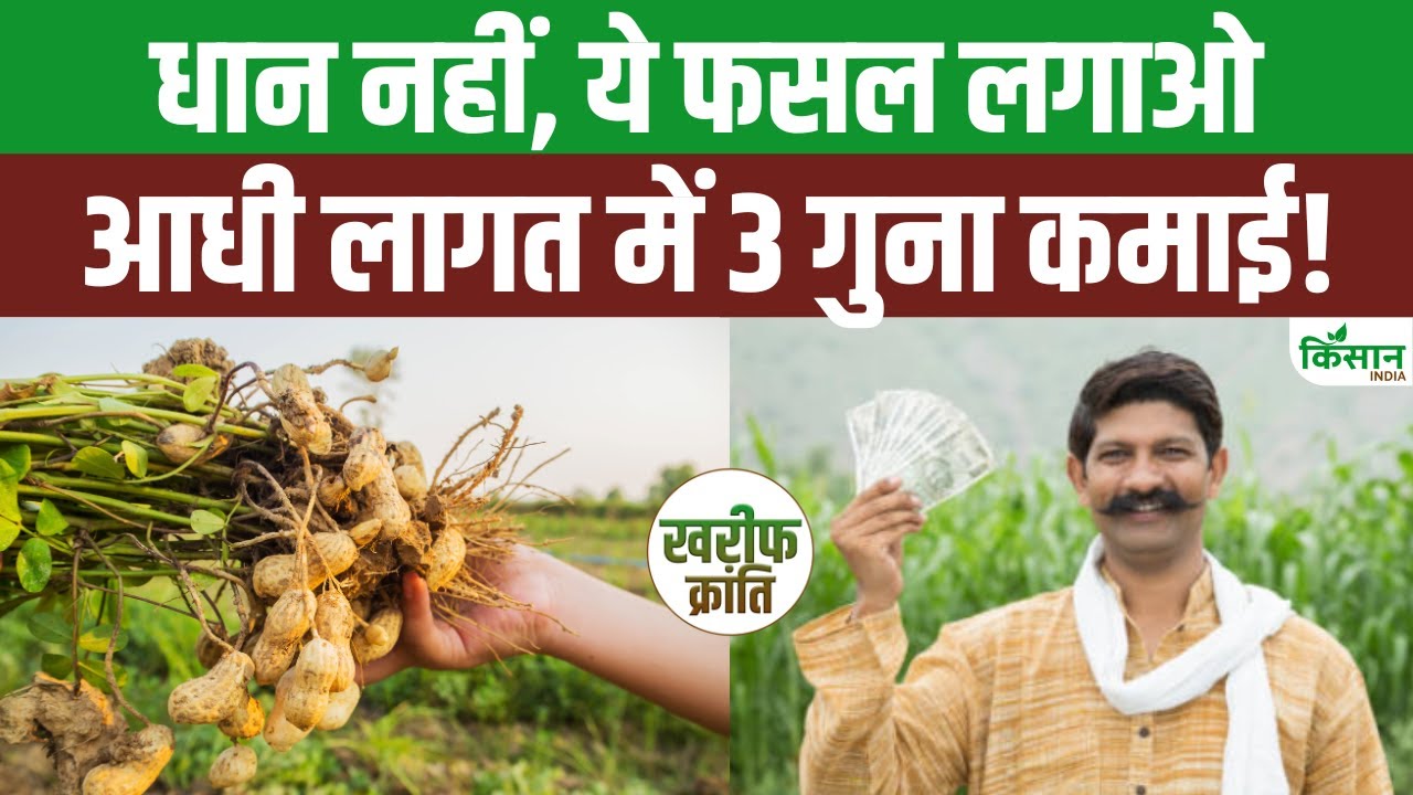 धान से ज्यादा कमाई देती है मूंगफली की फसल, कम खर्च में होगा 3 गुना मुनाफा