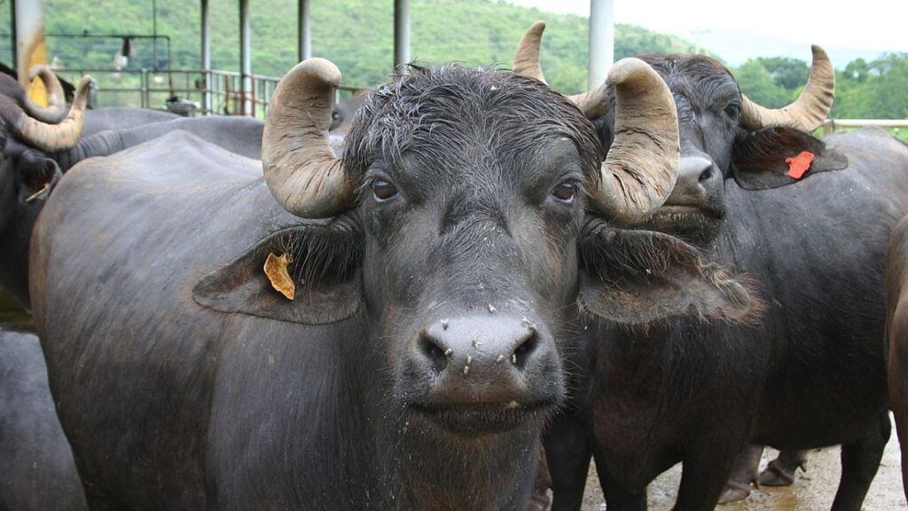 Murrah Buffalo: मुर्रा भैंस हरियाणा और पंजाब की प्रमुख नस्ल है, जो रोजाना लगभग 10-16 लीटर दूध देती है. इसका दूध फैट से भरपूर होता है. इस वजह से बाजार में इस दूध की काफी ऊंची कीमत मिलती है. Murrah Buffalo: मुर्रा भैंस हरियाणा और पंजाब की प्रमुख नस्ल है, जो रोजाना लगभग 10-16 लीटर दूध देती है. इसका दूध फैट से भरपूर होता है. इस वजह से बाजार में इस दूध की काफी ऊंची कीमत मिलती है.