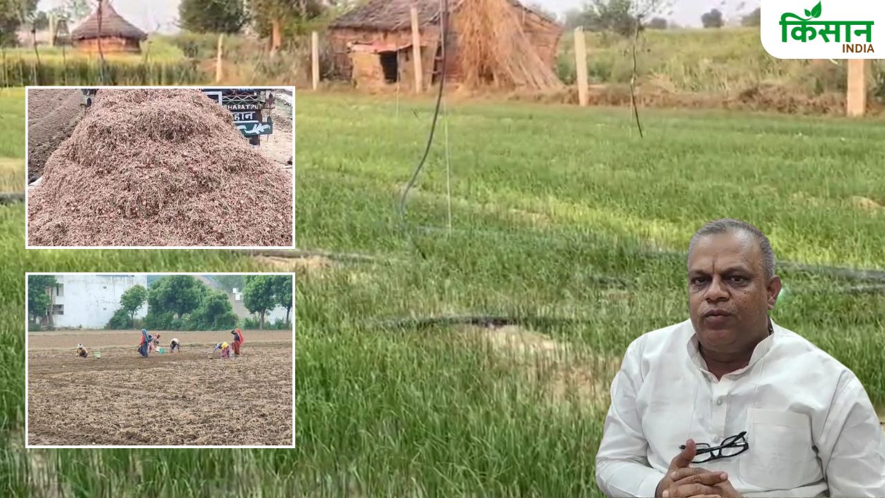 अलवर में तैयार हो रहे प्याज की उन्नत किस्मों के बीज, खत्म हो रही महाराष्ट्र-गुजरात पर निर्भरता