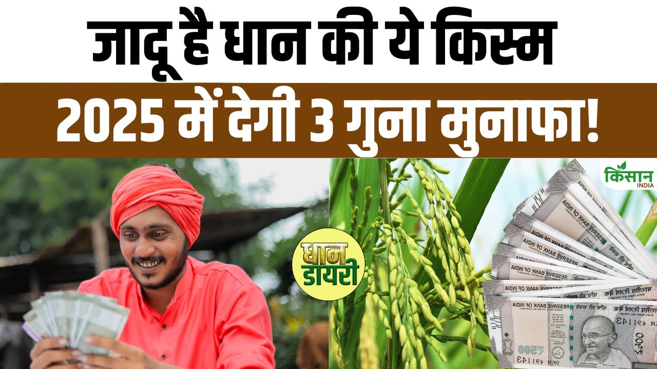 धान की इस किस्म से कम लागत में मिलेगा ज्यादा मुनाफा, जान लें खेती का सही तरीका