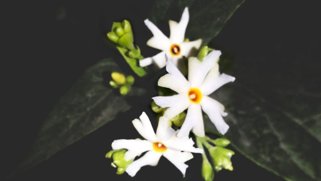हालांकि यह पौधा शुभ माना जाता है, लेकिन इसे घर की दक्षिण दिशा में लगाने की मनाही है. वास्तु शास्त्र के अनुसार इस दिशा में पौधा लगाने से नकारात्मक ऊर्जा बढ़ती है, जिससे परिवार के सदस्यों को स्वास्थ्य और मानसिक समस्याओं का सामना करना पड़ सकता है. (इस खबर में दी गई जानकारी सामान्य मान्यताओं और वास्तु शास्त्र के अनुसार बताई गई है. किसान इंडिया इसकी पुष्टि नहीं करता है.) हालांकि यह पौधा शुभ माना जाता है, लेकिन इसे घर की दक्षिण दिशा में लगाने की मनाही है. वास्तु शास्त्र के अनुसार इस दिशा में पौधा लगाने से नकारात्मक ऊर्जा बढ़ती है, जिससे परिवार के सदस्यों को स्वास्थ्य और मानसिक समस्याओं का सामना करना पड़ सकता है. (इस खबर में दी गई जानकारी सामान्य मान्यताओं और वास्तु शास्त्र के अनुसार बताई गई है. किसान इंडिया इसकी पुष्टि नहीं करता है.)