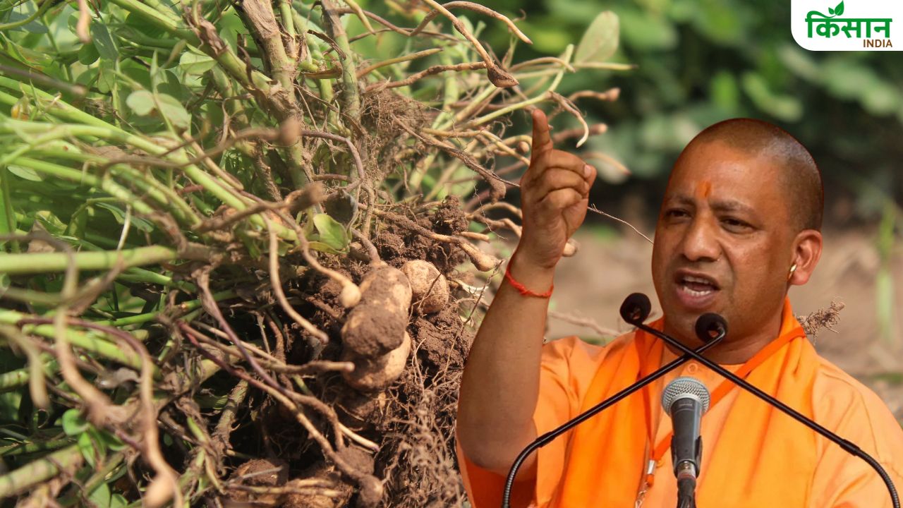 झांसी को मूंगफली का क्लस्टर बना रही यूपी सरकार, अंतरराष्ट्रीय बाजार में बिक्री बढ़ेगी