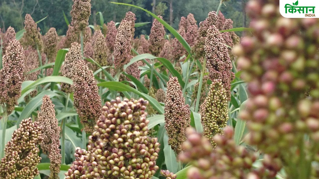 कोदो की फसल को खराब करते हैं ये खतरनाक कीट, बचाव के लिए अपनाएं ये तरीके