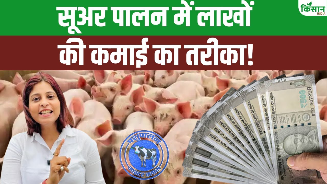 सूअर पालन से करें लाखों की कमाई, जानें कम लागत में कैसे होगा ज्यादा मुनाफा