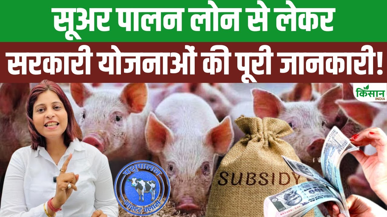 सुअर पालन के लिए सरकार दे रही ट्रेनिंग, जानें कैसे उठाएं सरकारी योजना का लाभ