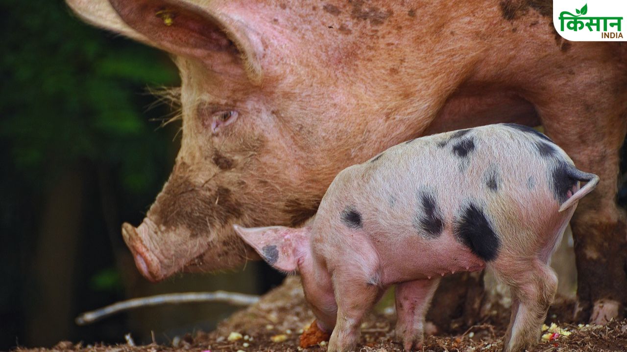 Pig Farming: पुशपालकों के लिए घातक हो सकता बीमार सूअर! ये 7 लक्षण न करें नजरअंदाज