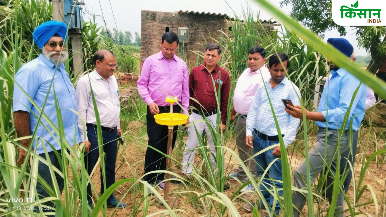 सोलर लाइट ट्रैप से गन्ना फसल को कीटों से बचा रहे किसान, तकनीक आ रही काम