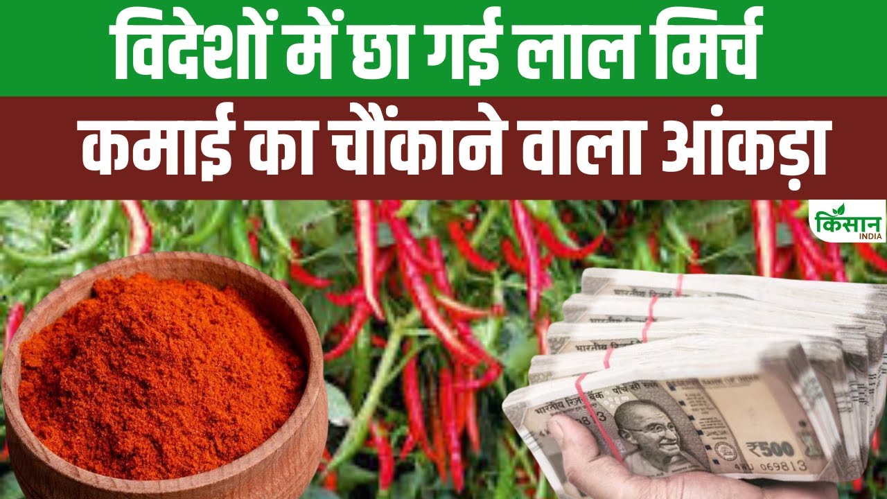 भारतीय लाल मिर्च ने विदेशों में किया कमाल, 2023-24 में हुआ 12492 करोड़ का निर्यात