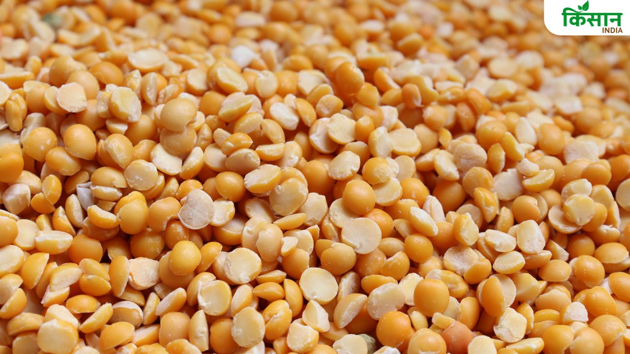 Tur Seed: बेहतरीन है अरहर की ये किस्म, बाजार से कम कीमत पर खरीदें बीज