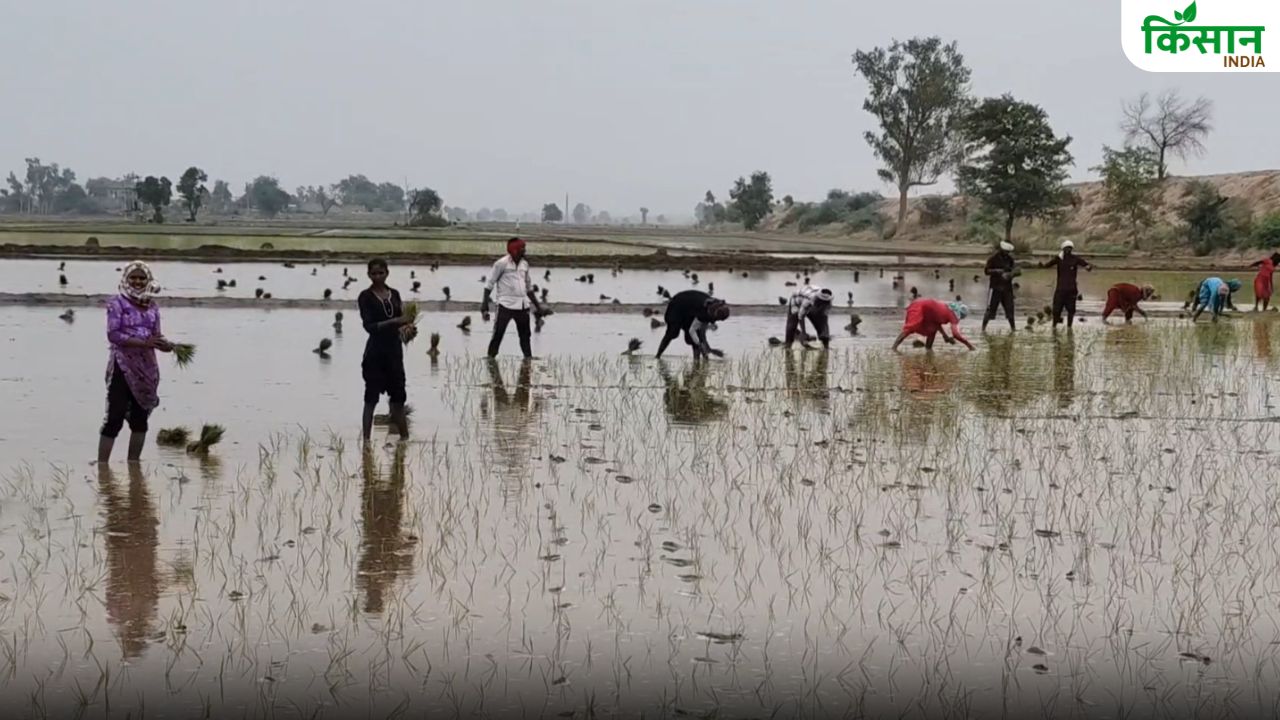 इस योजना के तहत किसानों के खातों में पहुंचे 8284 करोड़ रुपये, 67 लाख अन्नदाता लाभांवित