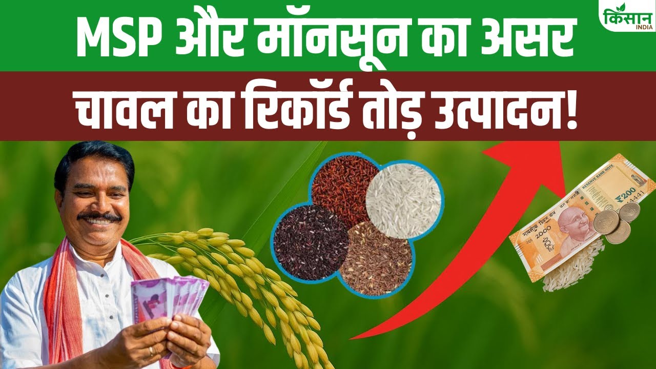 चावल उत्पादन में भारत ने तोड़े सारे रिकॉर्ड, MSP बढ़ने से किसानों को हुआ फायदा