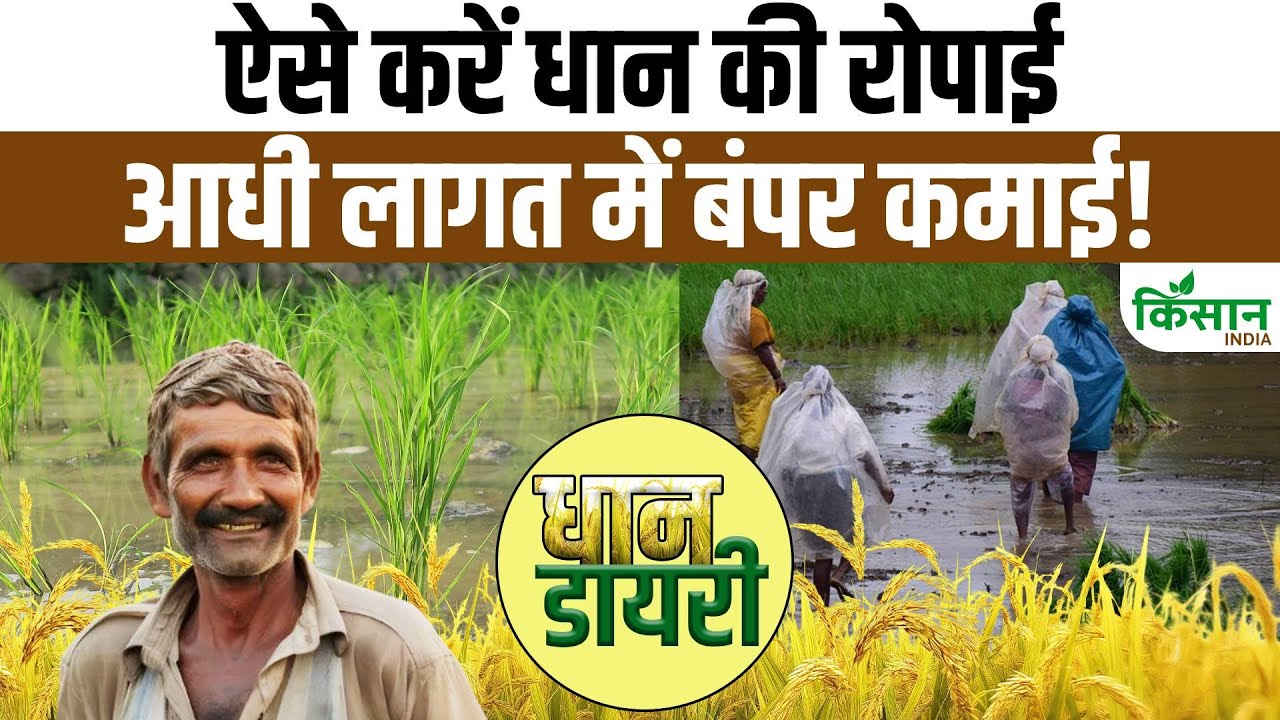 SRI विधि से किसान कर रहे धान की खेती, 80 फीसदी ज्यादा हो रहा उत्पादन