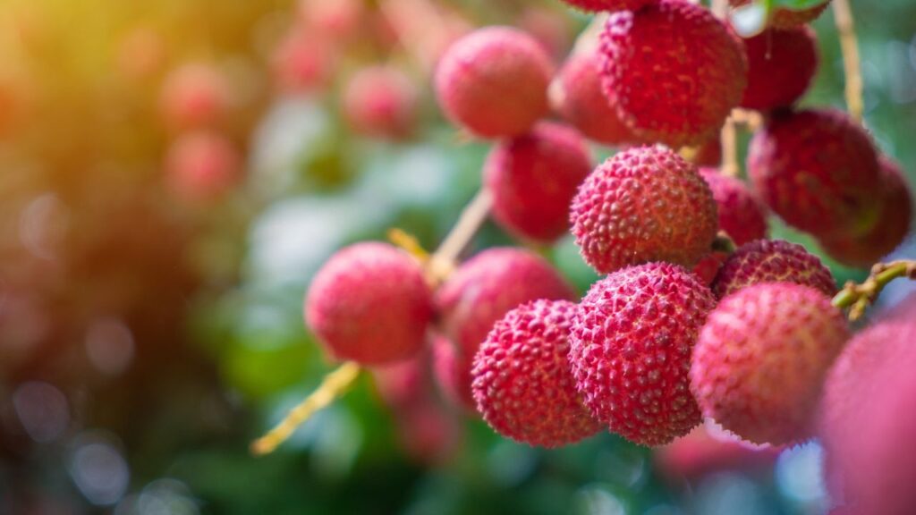 litchi export litchi export