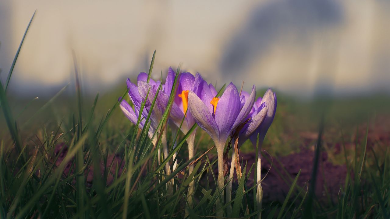 Saffron Farming: ना खेत, ना बड़ा खर्चा… घर में उगा सकते हैं लाल सोना, यहां जानें पूरा प्रोसेस