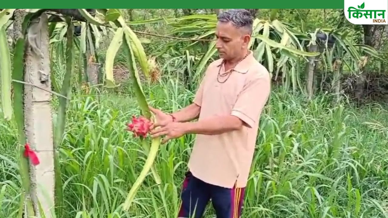 बाइक मैकेनिक सतनाम ने ड्रैगन फ्रूट से बदली किस्मत, खेती का तरीका सीखने आ रहे लोग