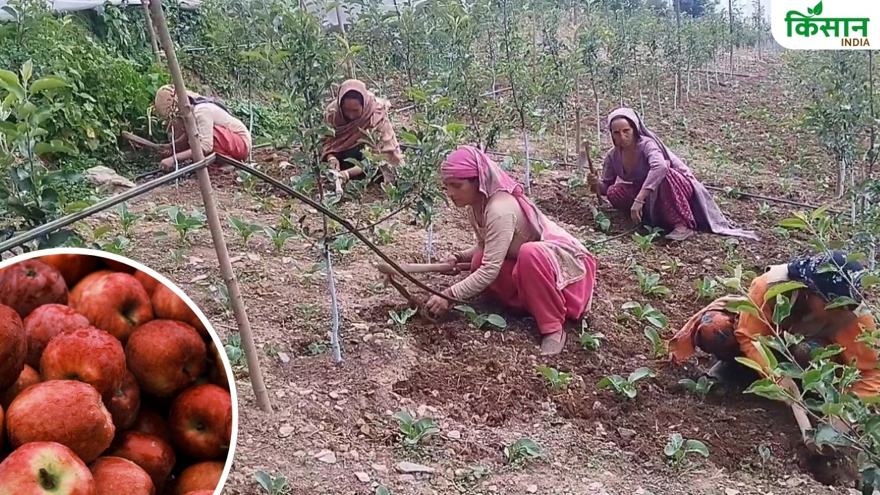 हिमाचल में मनरेगा के जरिए बढ़ेगी सेब की खेती, 100 किसान परिवारों ने बेस्ट वैराइटी के 12 हजार पौधे लगाए
