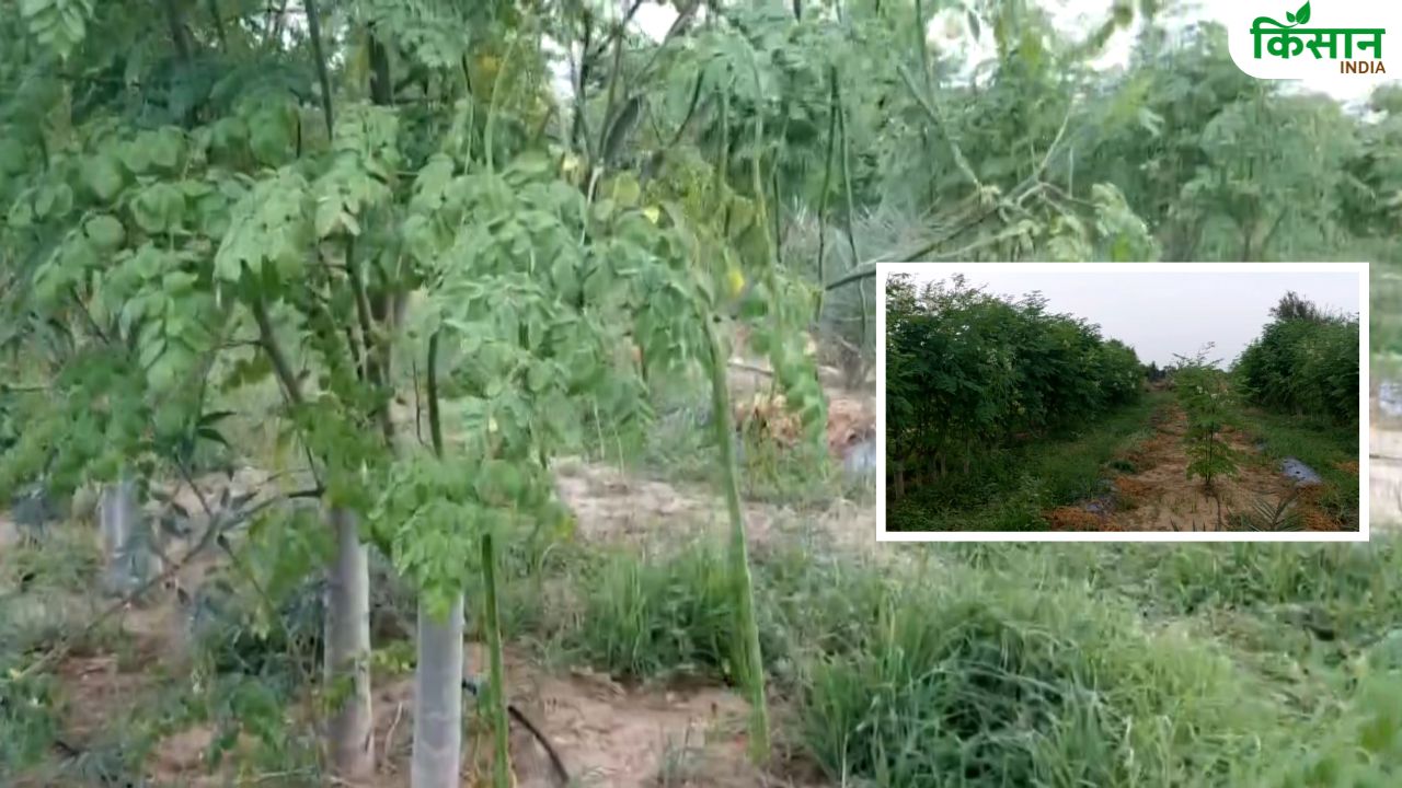 राजस्थान में सहजन की खेती बनी किसानों की कमाई का आधार, फलियों के साथ पत्तियों की खूब मांग