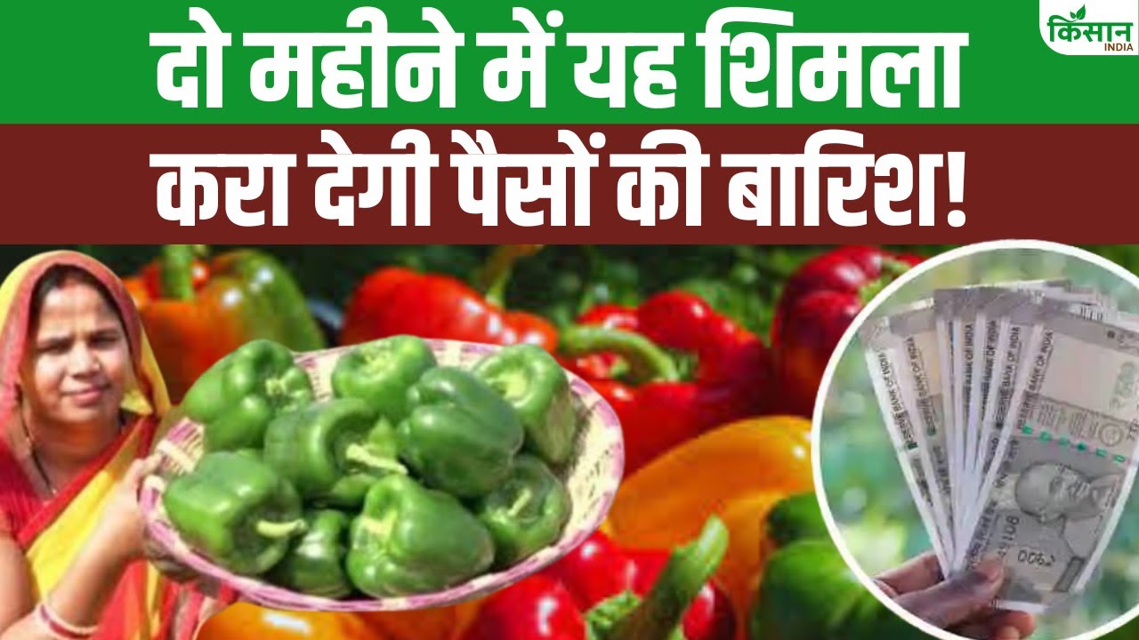शिमला मिर्च की खेती पर 75 फीसदी सब्सिडी, जानिए ऑनलाइन आवेदन कैसे करें