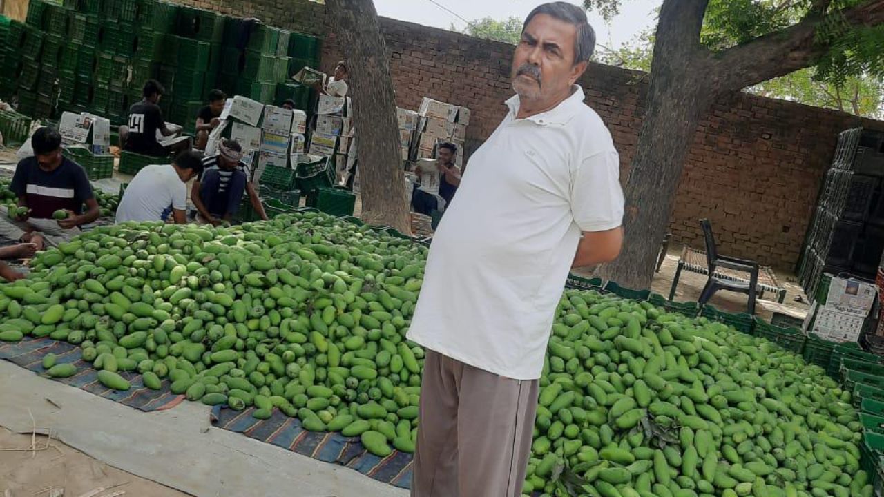 सीतापुर के बागों से विदेशों तक… अकील मियां के आमों की कहानी, जिसने गांव को बनाया ग्लोबल